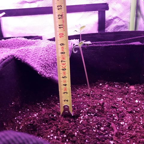 Sweet Skunk Auto #2 growlog timeline photo