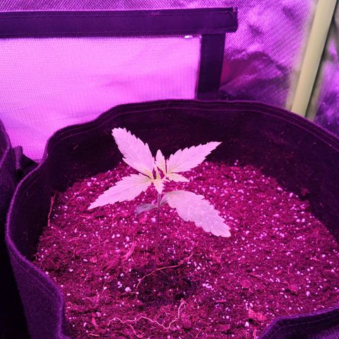 Sweet Skunk Auto #1 growlog timeline photo
