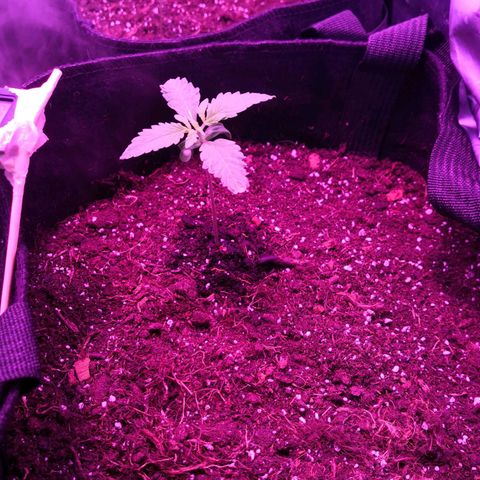 Sweet Skunk Auto #2 growlog timeline photo