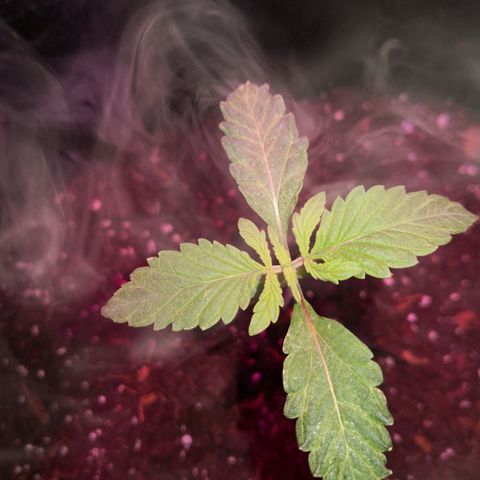 Sweet Skunk Auto #1 growlog photo: Blätter an den Enden bisschen wellig und auf en Blättern sind kleine weiße Flecken zusehen. 
Alle 4 betroffen. 