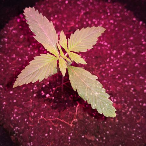 Sweet Skunk Auto #1 growlog photo: Blätter an den Enden bisschen wellig und auf en Blättern sind kleine weiße Flecken zusehen. 
Alle 4 betroffen. 