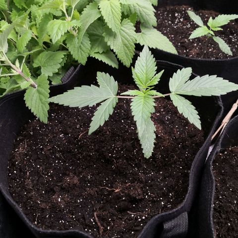 Sweet Skunk Auto #1 growlog timeline photo