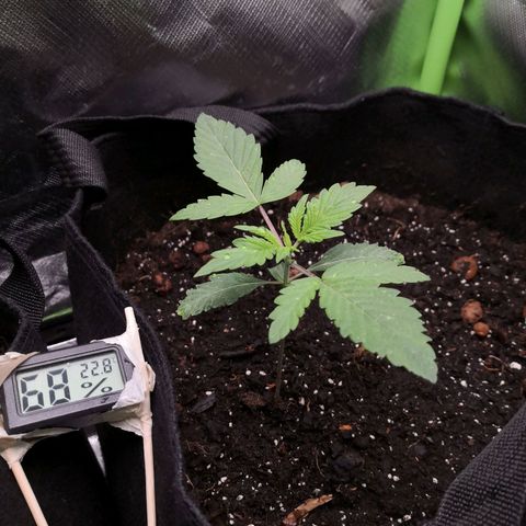 Sweet Skunk Auto #2 growlog timeline photo