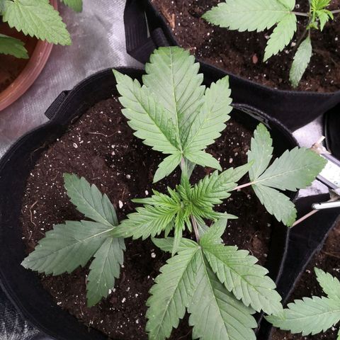 Sweet Skunk Auto #1 growlog timeline photo