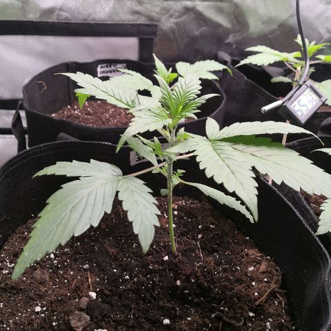 Sweet Skunk Auto #1 growlog timeline photo