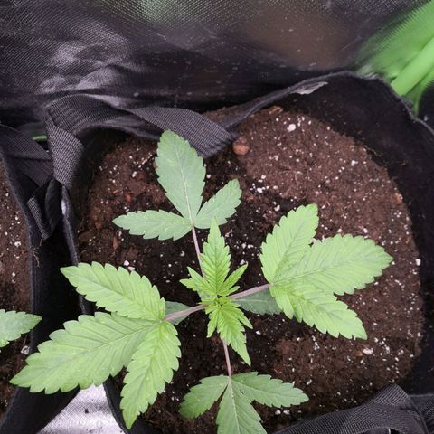 Sweet Skunk Auto #2 growlog timeline photo