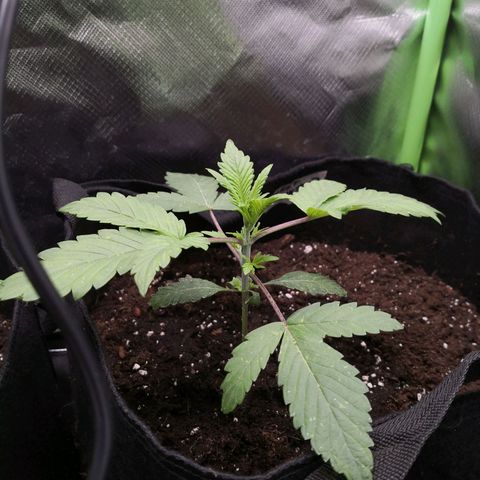 Sweet Skunk Auto #2 growlog timeline photo