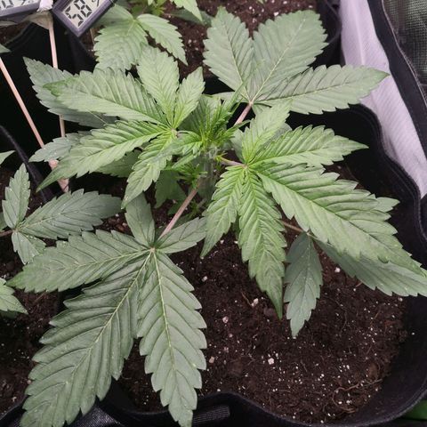 Sweet Skunk Auto #1 growlog timeline photo