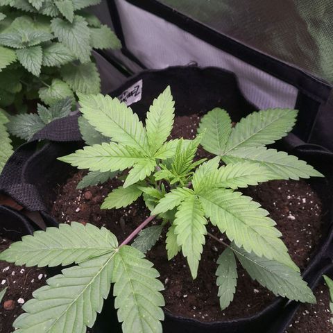 Sweet Skunk Auto #2 growlog timeline photo