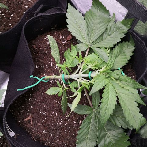 Sweet Skunk Auto #1 growlog photo: 1. LST