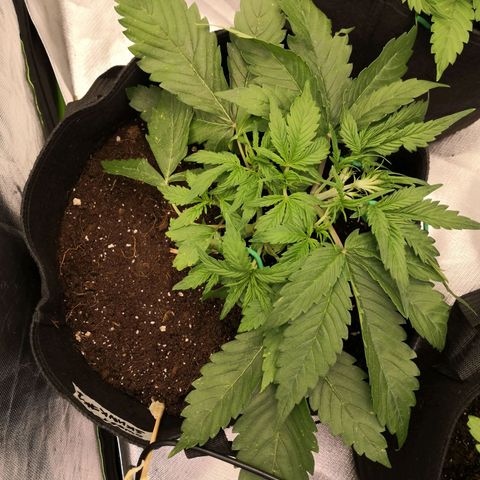 Sweet Skunk Auto #1 growlog timeline photo