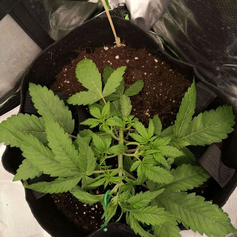 Sweet Skunk Auto #2 growlog timeline photo