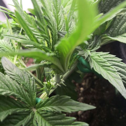 Sweet Skunk Auto #1 growlog photo: Blütetag 1
Pistols sind da! 