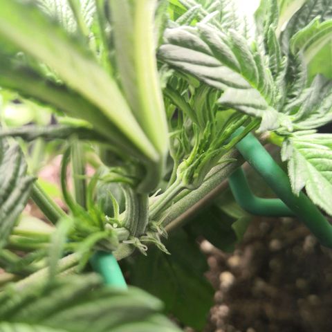 Sweet Skunk Auto #1 growlog photo: Blütetag 1
Pistols sind da! 