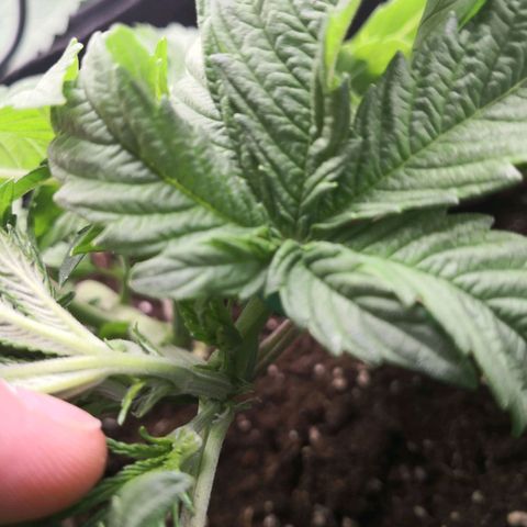 Sweet Skunk Auto #2 growlog photo: Blütetag 1
Pistols sind da! 