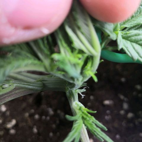 Sweet Skunk Auto #2 growlog photo: Blütetag 1
Pistols sind da! 