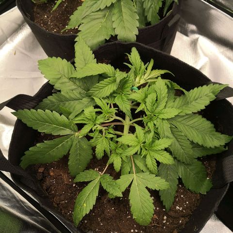 Sweet Skunk Auto #2 growlog timeline photo