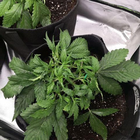Sweet Skunk Auto #1 growlog timeline photo