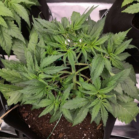 Sweet Skunk Auto #1 growlog timeline photo