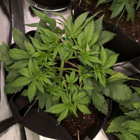 Sweet Skunk Auto #2 growlog timeline photo
