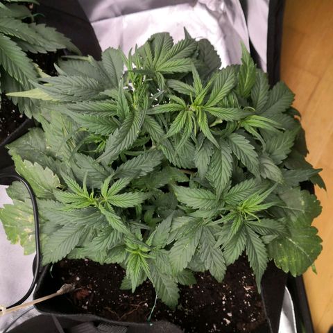 Sweet Skunk Auto #1 growlog timeline photo
