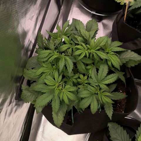 Sweet Skunk Auto #2 growlog timeline photo