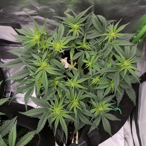 Sweet Skunk Auto #1 growlog timeline photo