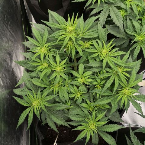Sweet Skunk Auto #2 growlog timeline photo