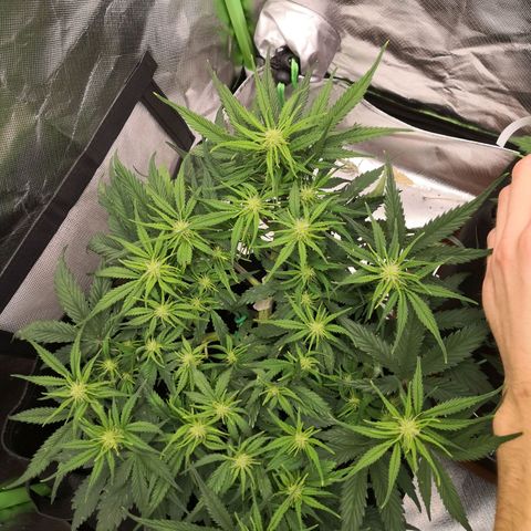 Sweet Skunk Auto #1 growlog timeline photo