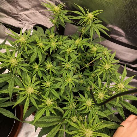 Sweet Skunk Auto #2 growlog timeline photo
