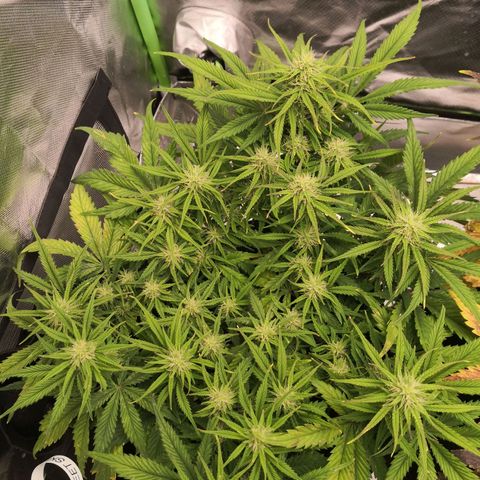 Sweet Skunk Auto #1 growlog timeline photo