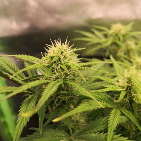 Sweet Skunk Auto #1 growlog timeline photo