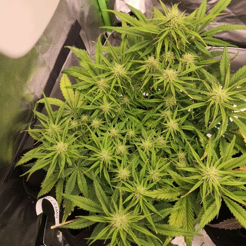 Sweet Skunk Auto #1 growlog timeline photo