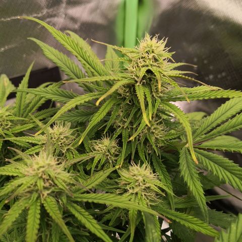 Sweet Skunk Auto #1 growlog timeline photo