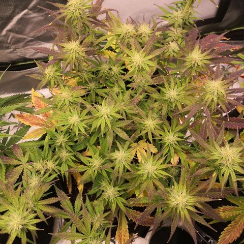 Sweet Skunk Auto #2 growlog timeline photo