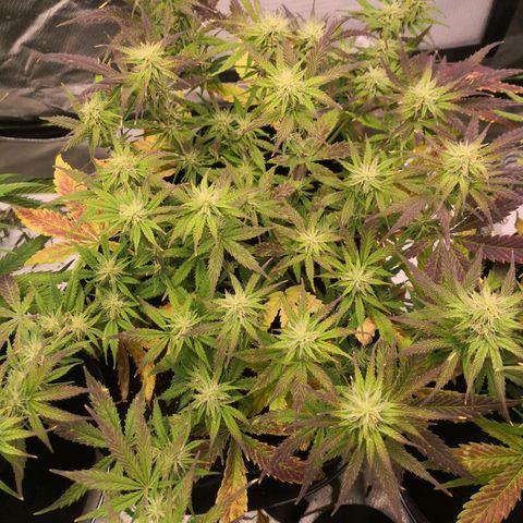 Sweet Skunk Auto #2 growlog timeline photo