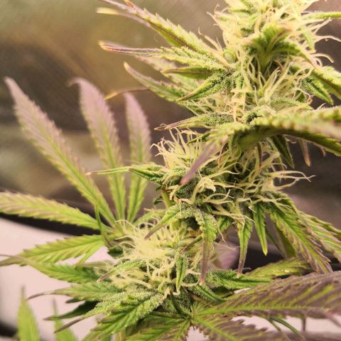 Sweet Skunk Auto #2 growlog timeline photo