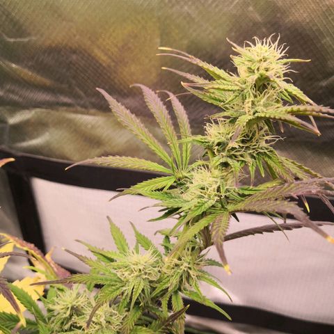 Sweet Skunk Auto #2 growlog timeline photo