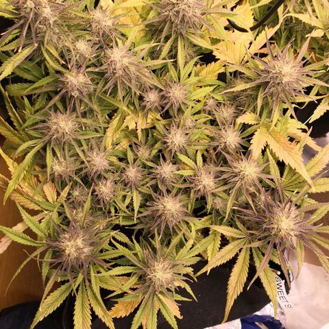 Sweet Skunk Auto #1 growlog timeline photo