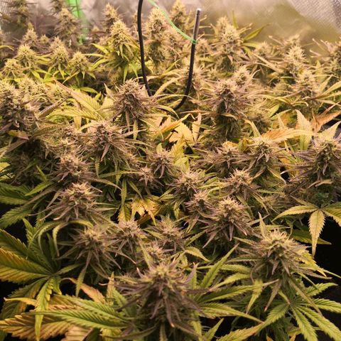 Sweet Skunk Auto #1 growlog timeline photo