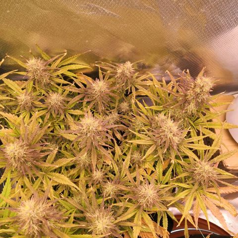 Sweet Skunk Auto #2 growlog timeline photo
