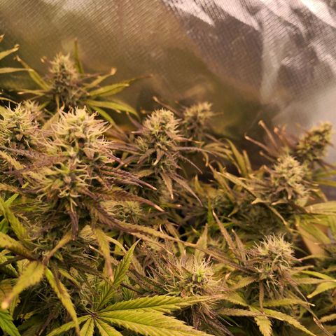 Sweet Skunk Auto #2 growlog timeline photo