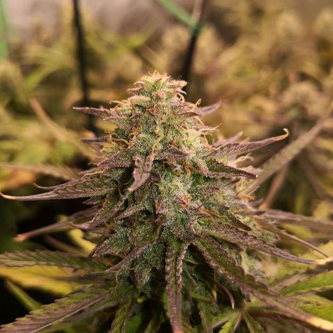 Sweet Skunk Auto #1 growlog timeline photo