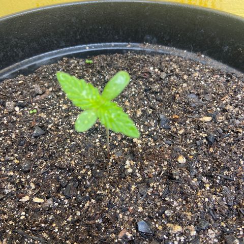 Semente da flor growlog timeline photo