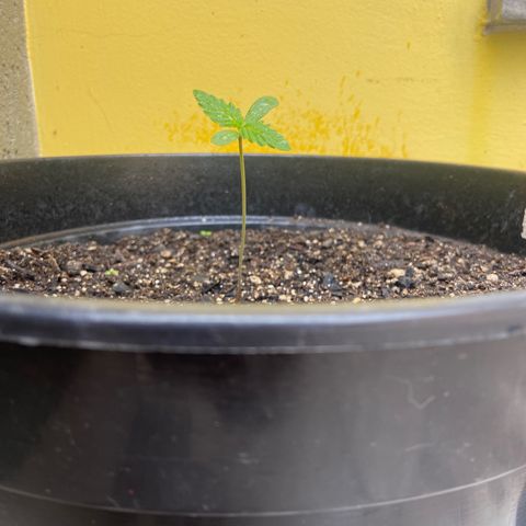 Semente da flor growlog timeline photo