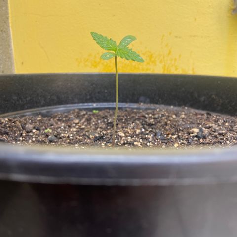 Semente da flor growlog timeline photo