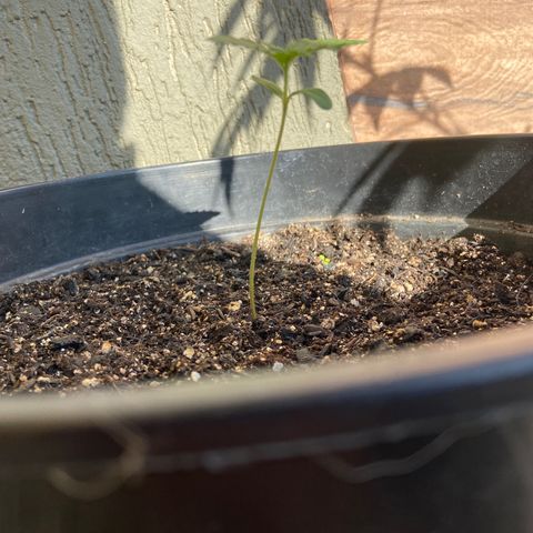 Semente da flor growlog photo: Segue 
