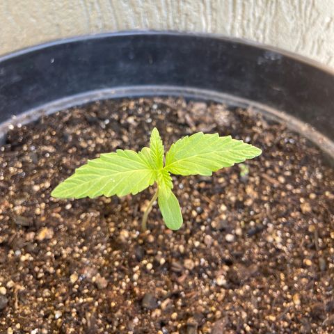 Semente da flor growlog timeline photo
