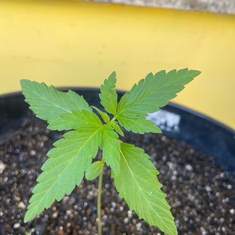 Semente da flor growlog timeline photo