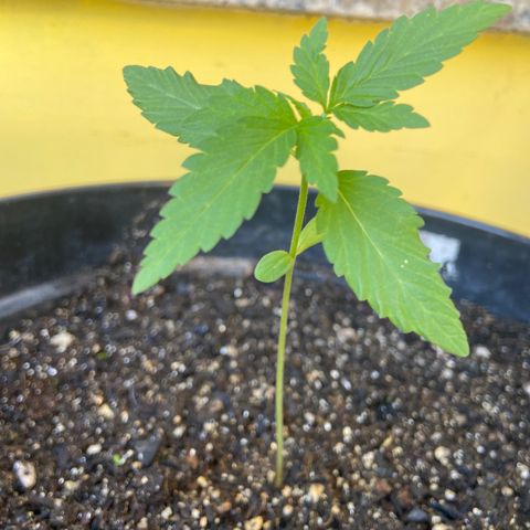 Semente da flor growlog timeline photo